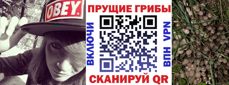 где можно купить наркотик  Переславль-Залесский  Галлюциногенные грибы мухоморы 